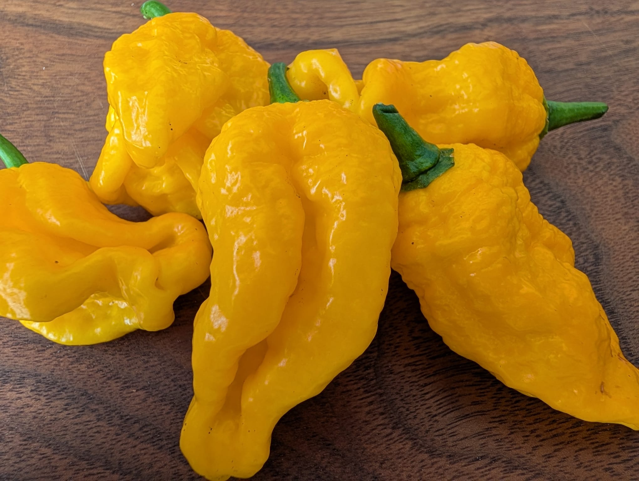 chilli variety